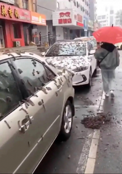 Дождь из червей в Китае напугал жителей — подробности