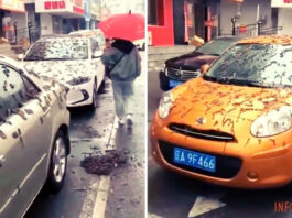 Дождь из червей в Китае напугал жителей — подробности