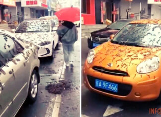 Дождь из червей в Китае напугал жителей — подробности