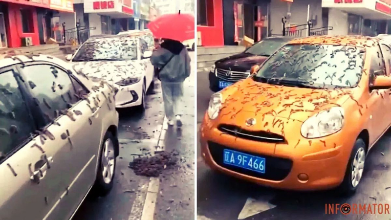 Дождь из червей в Китае напугал жителей — подробности