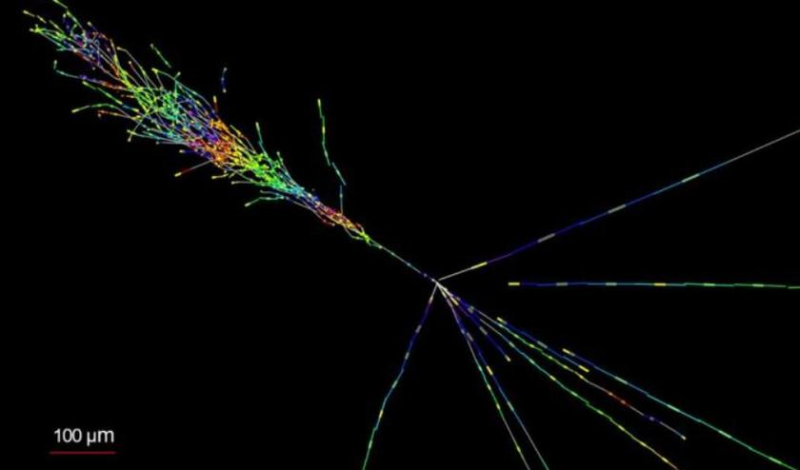 Ученые впервые зафиксировали призрачную частицу нейтрино на Большом адронном коллайдере