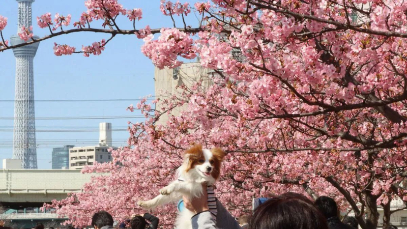 В Японии впервые за 70 лет сакура зацвела рекордно рано: школьники встревожены
