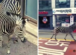 В Сеуле зебра убежала из зоопарка и три часа гуляла по городу — видео, фото