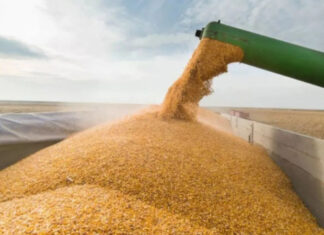 ЕС готовит экстренные ограничения на импорт зерна из Украины: что известно