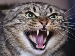 На Волыни бешеный кот покусал людей — в нескольких селениях карантин