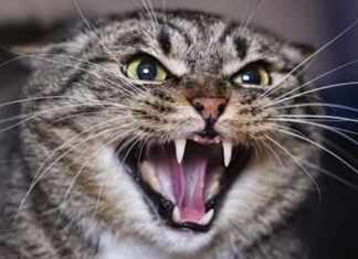 На Волыни бешеный кот покусал людей — в нескольких селениях карантин