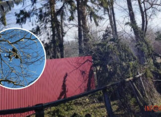 Переполох в Тульской области рф: неизвестный дрон упал на дерево