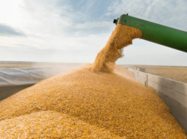 Словакия запрещает переработку и продажу украинского зерна