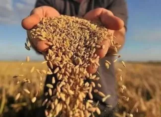 В ЕС не достигли договоренности по агроимпорту из Украины: чем завершился первый этап переговоров