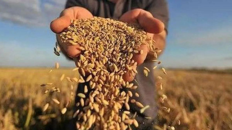 ЕС не договорился об импорте сельхозпродукции из Украины: чем закончился первый этап переговоров