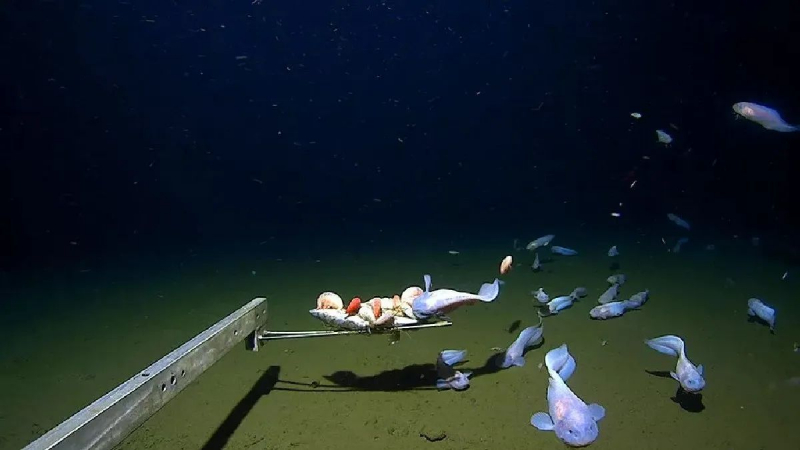В Японии засняли рыбу на рекордной в истории кино глубине — 8,3 километра