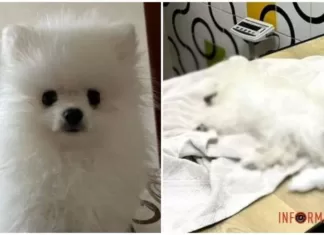 В Киевской области в ветклинике щенок погиб во время груминга — детали скандала