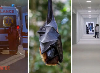 В парке под Киевом летучая мышь покусала ребенка — чем это опасно