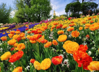 В столичном Певчем поле откроется традиционная выставка тюльпанов: когда и какова стоимость билетов