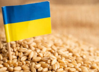 Венгрия запретила импорт зерна из Украины: в чем причина
