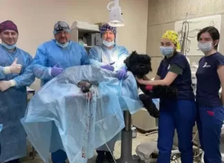 Биопротез для собаки: в Харькове пес, потерявший лапу во время бомбардировки, получил медицинскую помощь