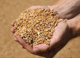 ЕС может ограничить импорт отдельных сельскохозяйственных товаров из Украины: детали