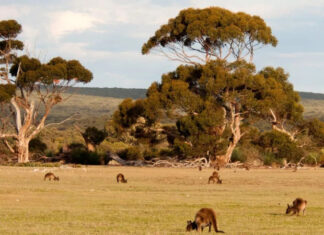 Нечего есть, то будем стрелять? Как власти Австралия предлагает «бороться» с высокой популяцией кенгуру