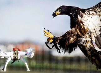 Помогут «орлы-перехватчики»: в рф нашли способ борьбы с беспилотниками