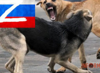 В российской Госдуме рассматривают возможность мобилизации бездомных собак