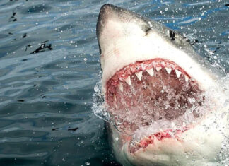Акулу, которая в Египте съела россиянина, отправят в музей