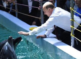 Британская разведка назвала цель размещения боевых дельфинов в Севастополе