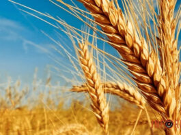 Чтобы россия больше не присваивала: G7 разрабатывает схему идентификации украинского зерна