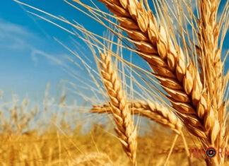 Чтобы россия больше не присваивала: G7 разрабатывает схему идентификации украинского зерна