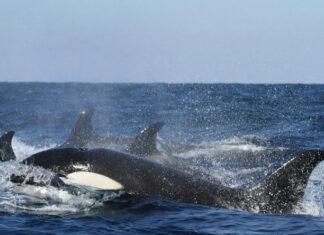 Это было ужасно. Вблизи Гибралтара касатки атаковали лодки с людьми — видео