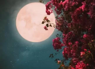 Клубничное полнолуние 2023: когда произойдет и откуда такое странное название