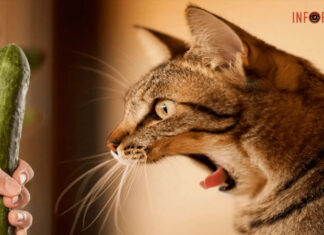 Кошка просит клубники! Давать? Советы ветеринара