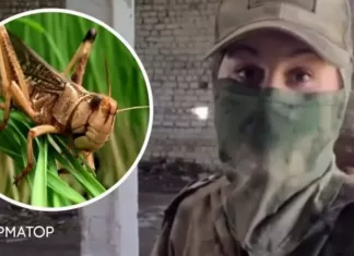 Саранча из США атаковала посевы: россияне запустили новый фейк о биолабораториях и показали «доказательства» с ошибками