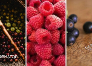 Смородина, крыжовник, малина — какие полезные свойства, какой вред и польза, кому можно и нельзя есть