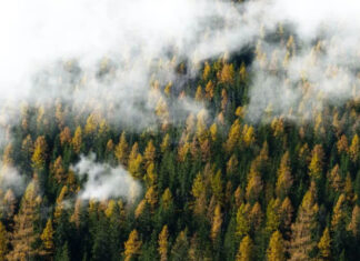 Украинцам запретили посещать леса в ряде областей — где именно и почему