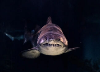 В Египте акула живьем съела россиянина. Видео