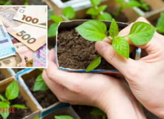 В Печерском районе во главе со Слугой народа закупили саженцев на 6 млн