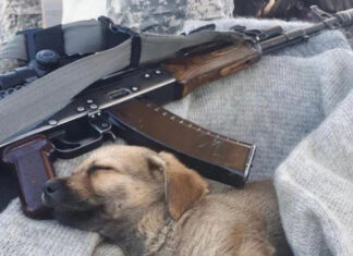 В приюте под Киевом показали шокирующие переписки людей, которые не хотят брать собак не из Херсона