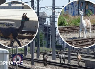 В Вене ламы парализовали движение поездов — фото