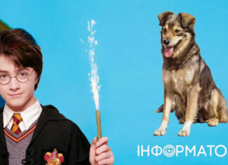 Какой сегодня, 31 июля, праздник — День рождения Гарри Поттера и День беспородной собаки