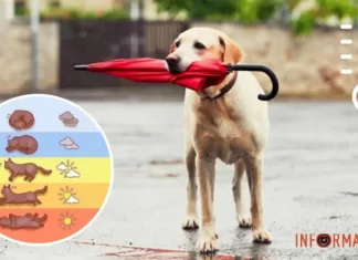 Определяем погоду по собаке и киске. Но лучшие синоптики аквариумные рыбки