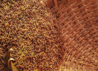 Румыния расширит ключевой зерновой маршрут из Украины: подробности