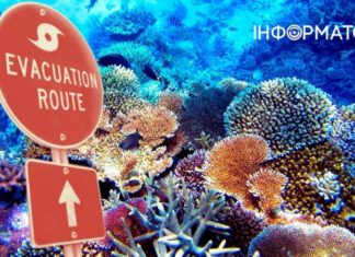 Во Флориде началась эвакуация кораллов. Море просто кипит