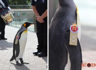 Генерал-майор Нильс Улаф III: в Норвегии пингвин получил высокое офицерское звание