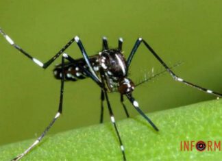 От желтой лихорадки до Денге: в Одессе замечен тигровый комар-переносчик вирусов