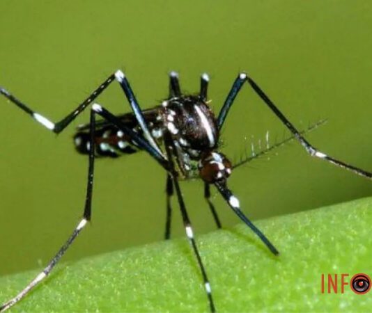 От желтой лихорадки до Денге: в Одессе замечен тигровый комар-переносчик вирусов