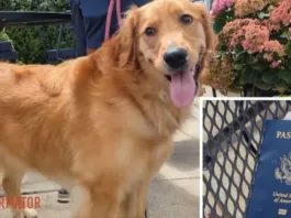 Собака съела паспорт будущего жениха накануне свадьбы за границей: чем все закончилось