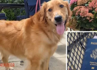 Собака съела паспорт будущего жениха накануне свадьбы за границей: чем все закончилось