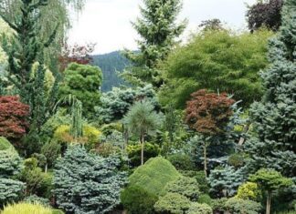 Красота и здоровье хвойных деревьев