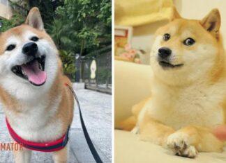 В Гонконге умер пес Чимс – герой популярного мема про «качка и слабака»