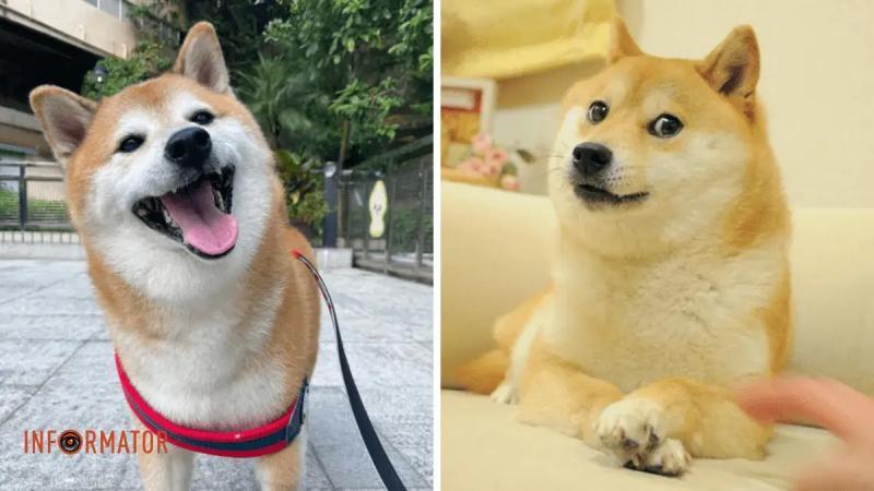 В Гонконге умер пес Чимс — герой популярного мема про «качка и слабака